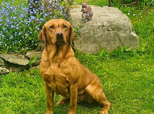 Exceptional litter of kc working lab puppies