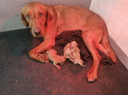 Exceptional litter of kc working lab puppies
