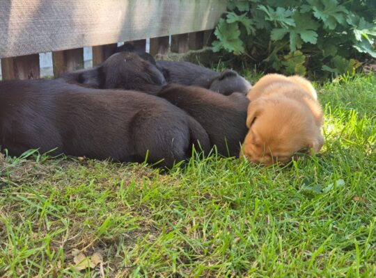 Exceptional litter of kc working lab puppies