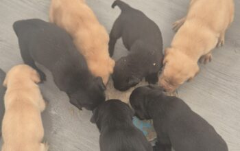 Exceptional litter of kc working lab puppies