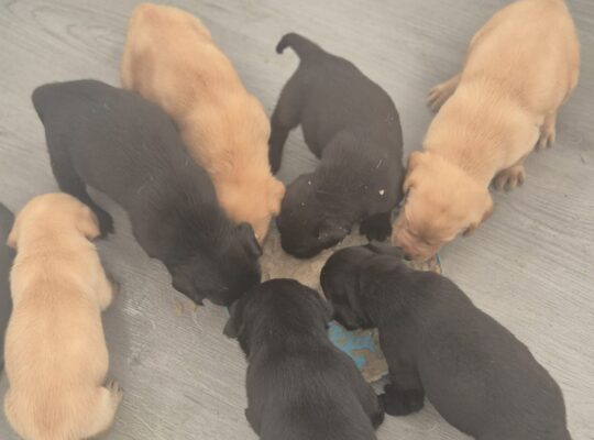 Exceptional litter of kc working lab puppies