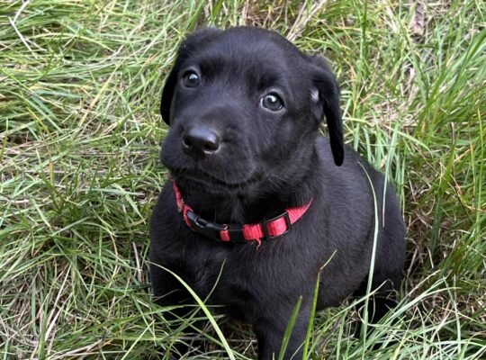 Superb Litter Black Labrador Puppies 4th Gen