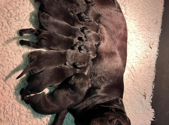 Superb Litter Black Labrador Puppies 4th Gen