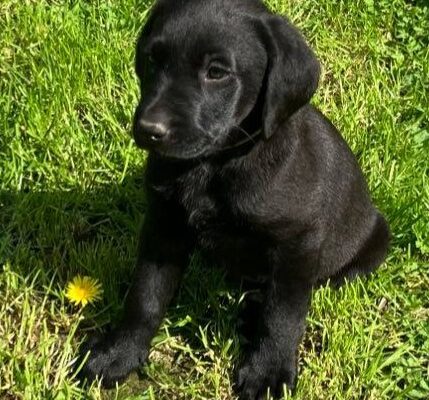 Superb Litter Black Labrador Puppies 4th Gen