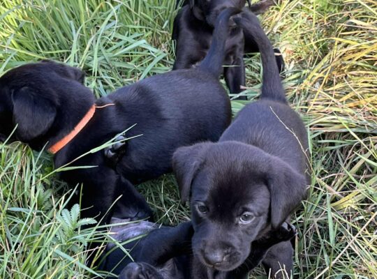 Superb Litter Black Labrador Puppies 4th Gen