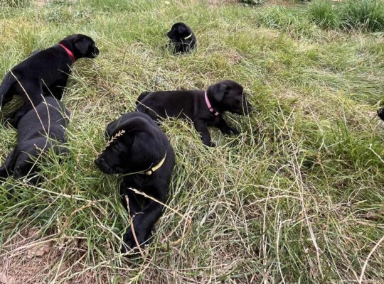 Superb Litter Black Labrador Puppies 4th Gen