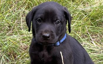Superb Litter Black Labrador Puppies 4th Gen