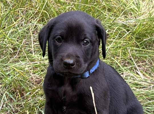 Superb Litter Black Labrador Puppies 4th Gen