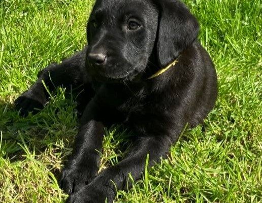 Superb Litter Black Labrador Puppies 4th Gen